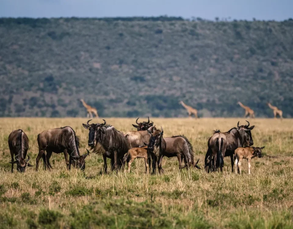 Is Wildlife Beast Migration Safaris Kenya Safe?