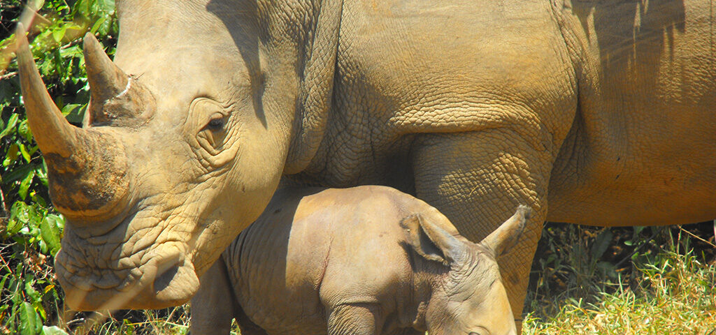 What’s included in a typical Uganda safari package?