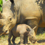 What’s included in a typical Uganda safari package?