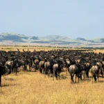 What Is the Number One National Park in Africa?