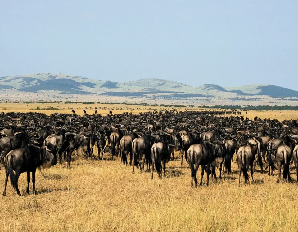 What Is the Number One National Park in Africa?