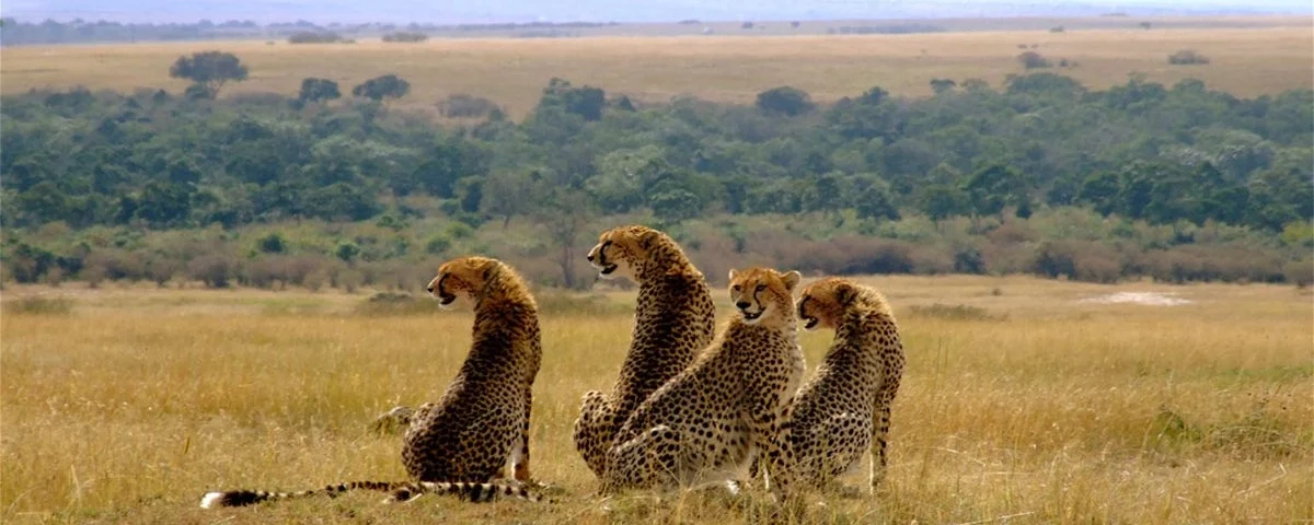 How Many Days Are Enough for Masai Mara?