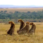 How Many Days Are Enough for Masai Mara?