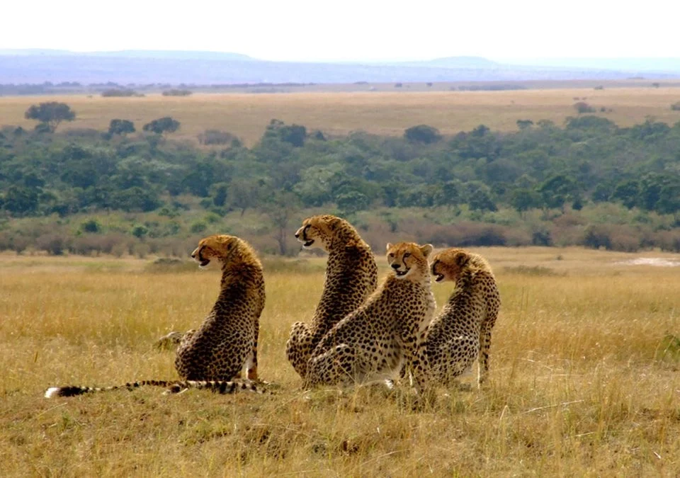 How Many Days Are Enough for Masai Mara?