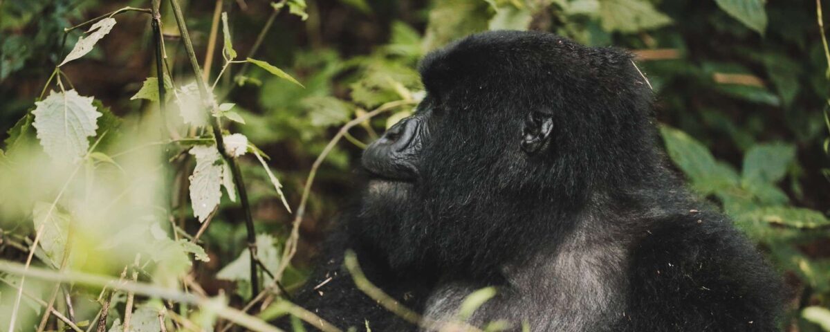 What Permits Do I Need for Gorilla Trekking in Uganda?