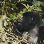 What Permits Do I Need for Gorilla Trekking in Uganda?