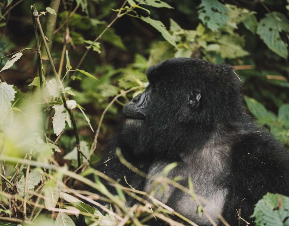 What Permits Do I Need for Gorilla Trekking in Uganda?