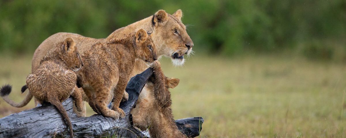 Which Month Is Good to Visit Masai Mara