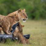 Which Month Is Good to Visit Masai Mara