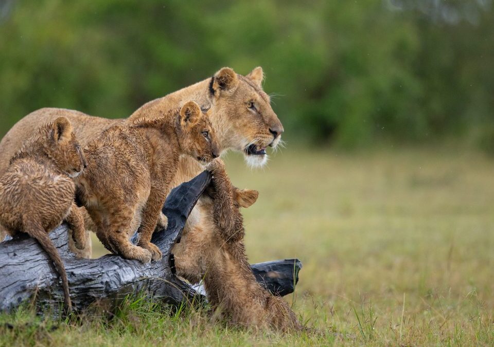 Which Month Is Good to Visit Masai Mara