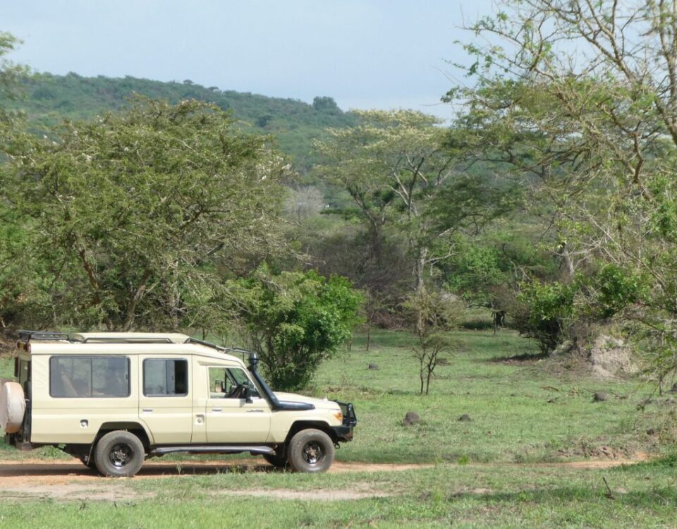 Can I Do a Budget Safari in Uganda?