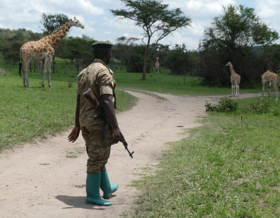 Uganda offers breathtaking landscapes, diverse wildlife, and vibrant cultures that attract global explorers every year. However, a well-prepared traveler enjoys these experiences without health concerns or disruptions.