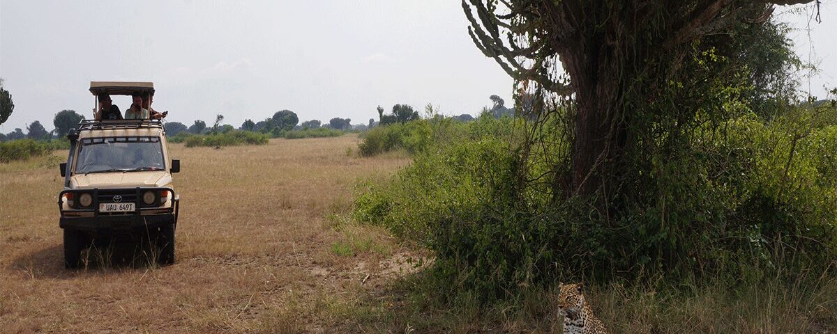 How Much Do Game Drives Cost?