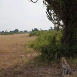 How Much Do Game Drives Cost?