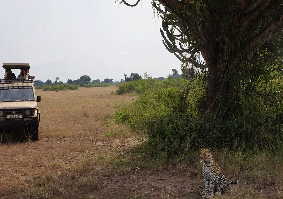 How Much Do Game Drives Cost?