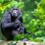Can I See Chimpanzees in Uganda Safari with Other Destinations?