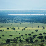 What’re the Top Uganda Safari Experiences?