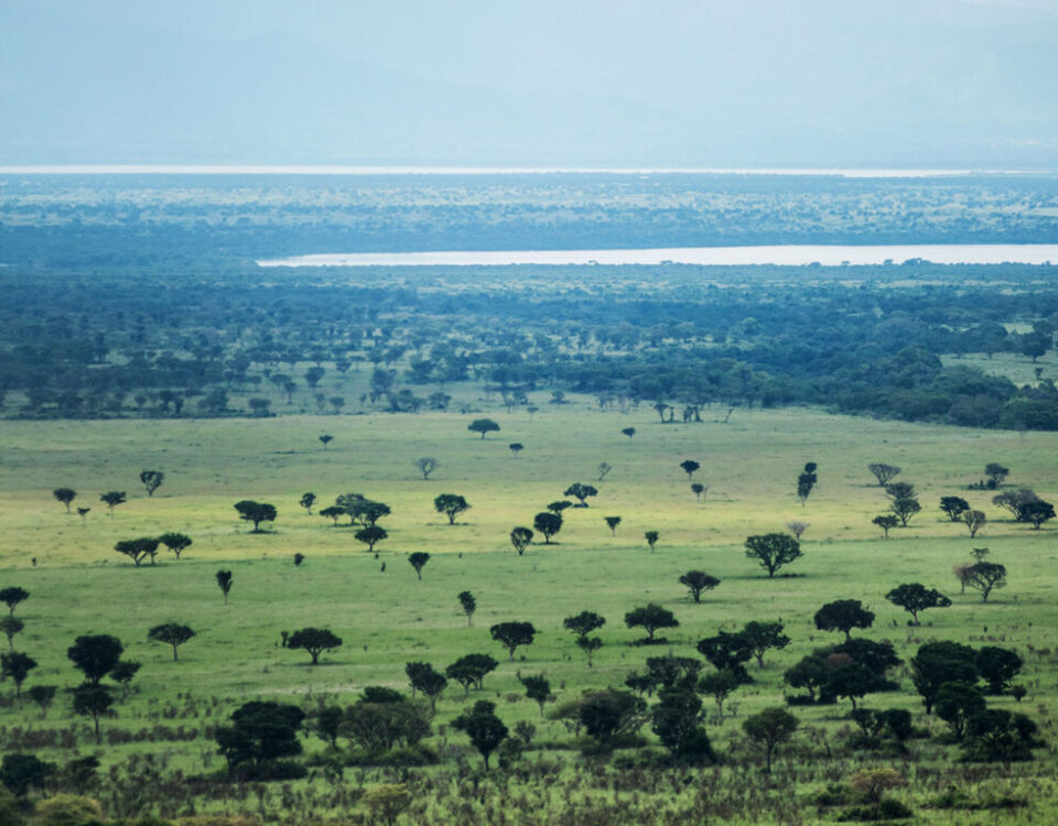 What’re the Top Uganda Safari Experiences?