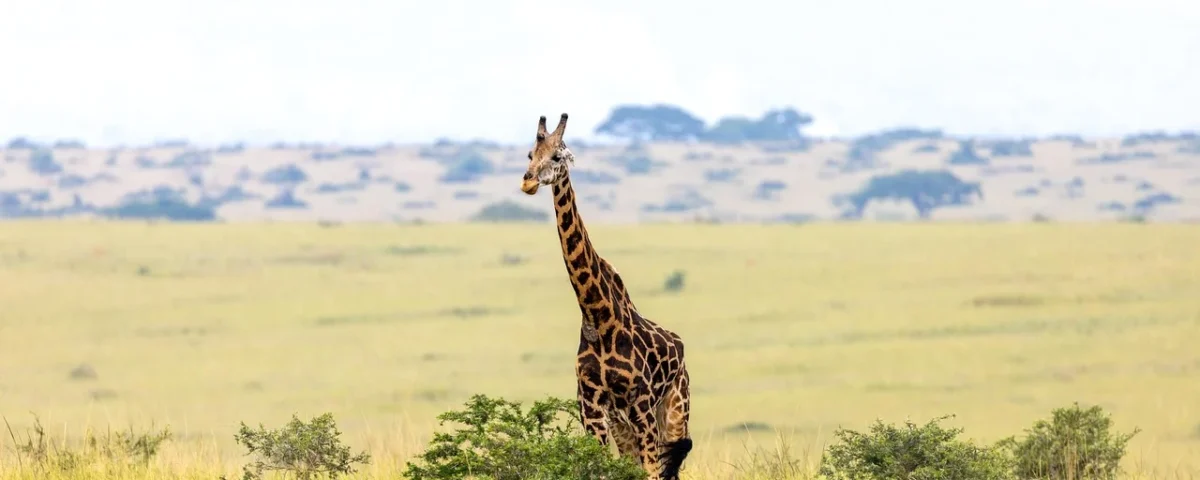 Can I Volunteer on a Uganda Safari?