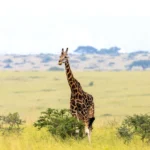 Can I Volunteer on a Uganda Safari?