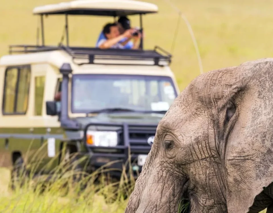 How Do I Get to Uganda for a Safari?