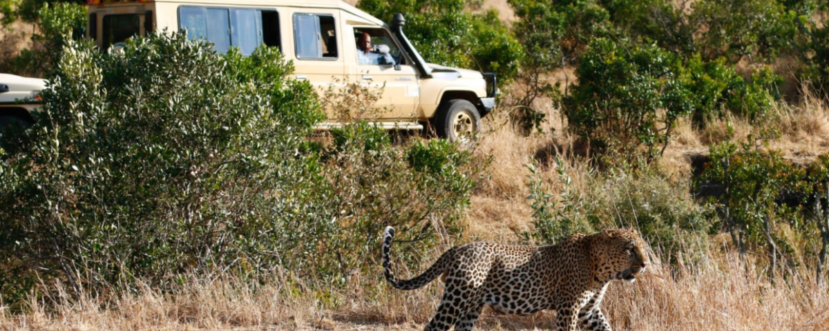 How Much Does It Cost to Enter Masai Mara National Park?