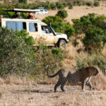 How Much Does It Cost to Enter Masai Mara National Park?