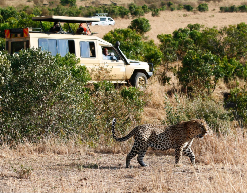 How Much Does It Cost to Enter Masai Mara National Park?