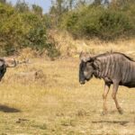 How Much Does It Cost for a Masai Mara Trip?