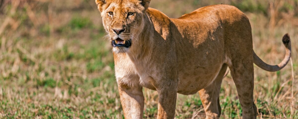 How Much Does a Trip to the Serengeti Cost?