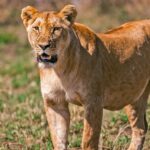 How Much Does a Trip to the Serengeti Cost?