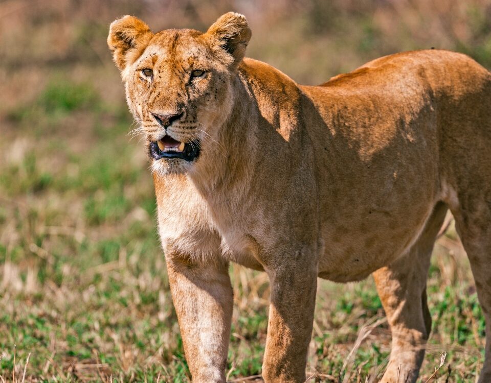 How Much Does a Trip to the Serengeti Cost?