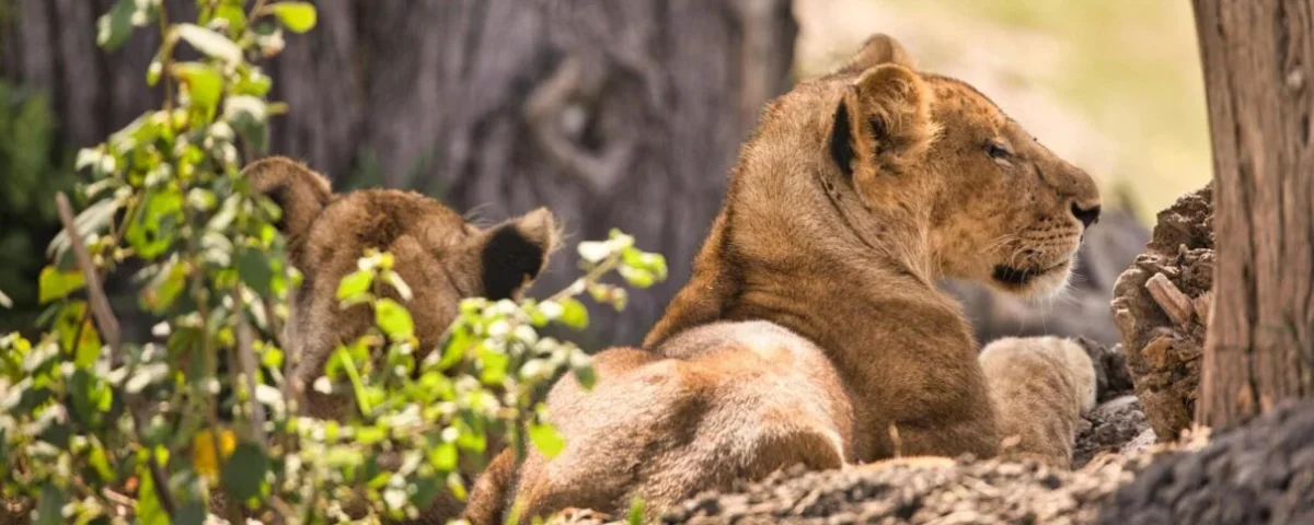 What Are the Best Serengeti Safari Tours?