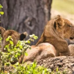 What Are the Best Serengeti Safari Tours?