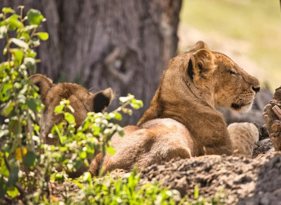What Are the Best Serengeti Safari Tours?