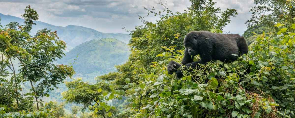 Where Can I See Mountain Gorillas in Uganda?