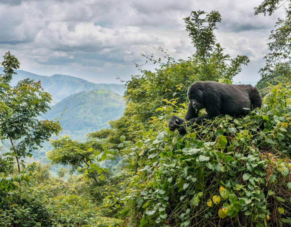 Where Can I See Mountain Gorillas in Uganda?