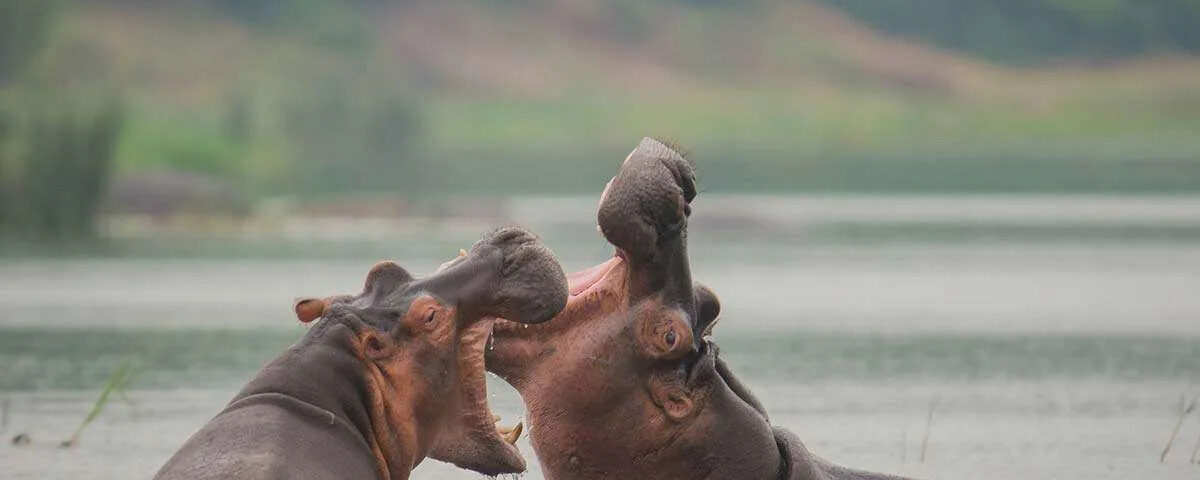 What’s the Best Time to Visit Uganda for Wildlife Viewing?