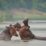 What’s the Best Time to Visit Uganda for Wildlife Viewing?