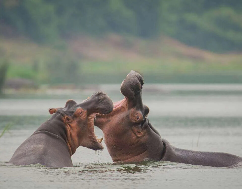 What’s the Best Time to Visit Uganda for Wildlife Viewing?