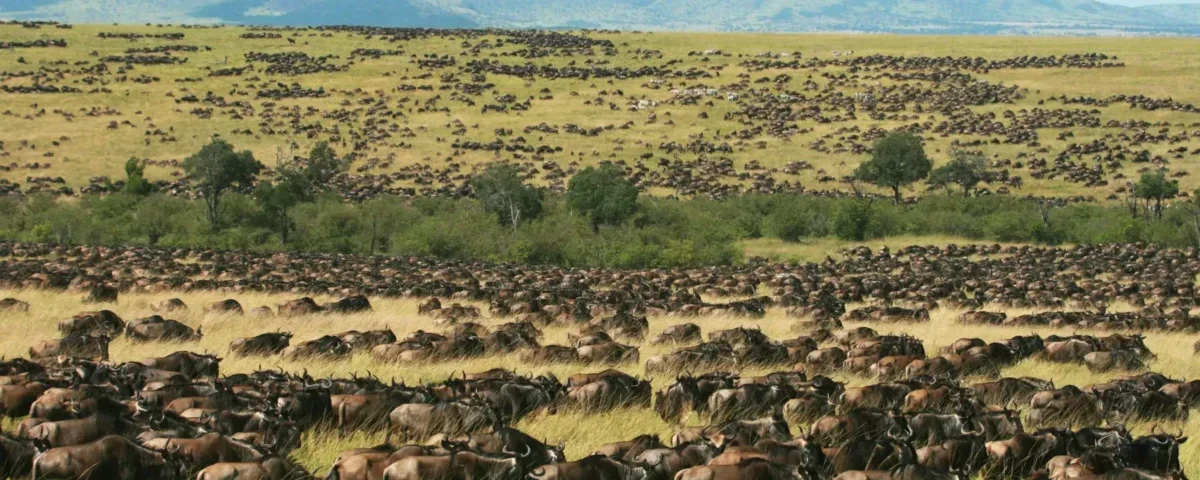 Understanding the 12-Hour Rule for Masai Mara