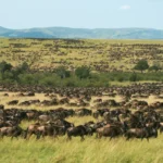 Understanding the 12-Hour Rule for Masai Mara