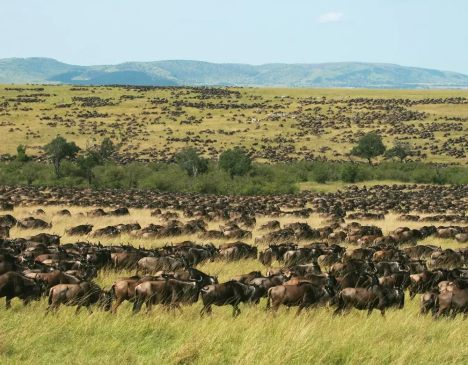 Understanding the 12-Hour Rule for Masai Mara