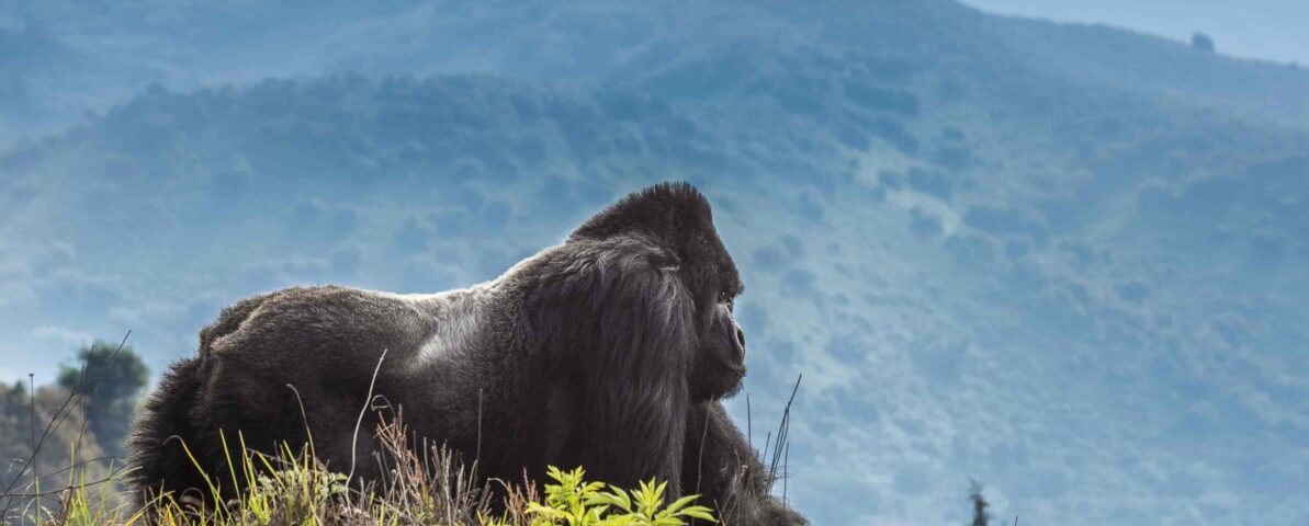 How Do I Book Gorilla Trekking in Rwanda?