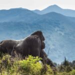 How Do I Book Gorilla Trekking in Rwanda?