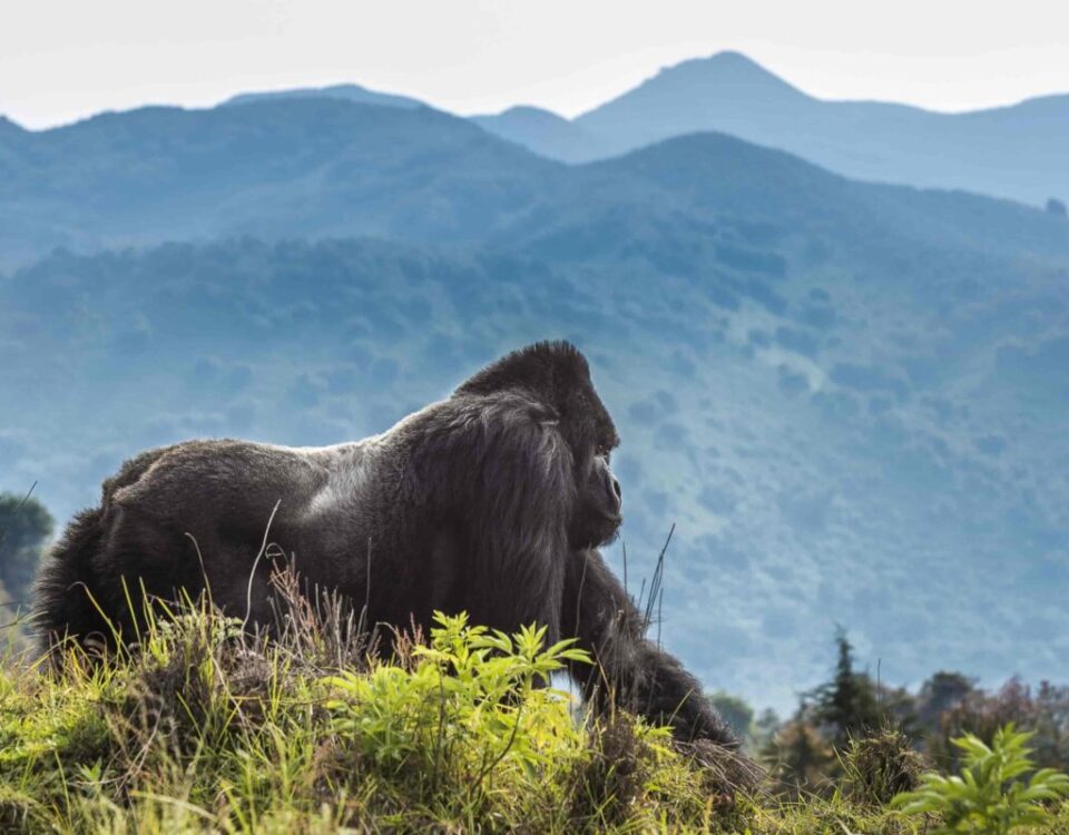 How Do I Book Gorilla Trekking in Rwanda?