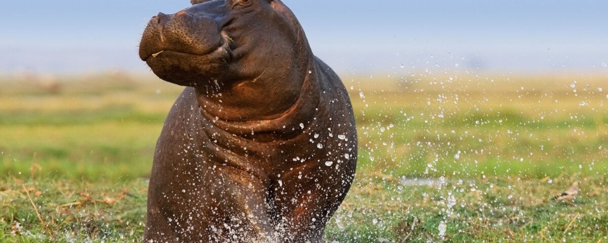 What’s the Best Way to Experience Uganda’s Wildlife?