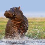 What’s the Best Way to Experience Uganda’s Wildlife?