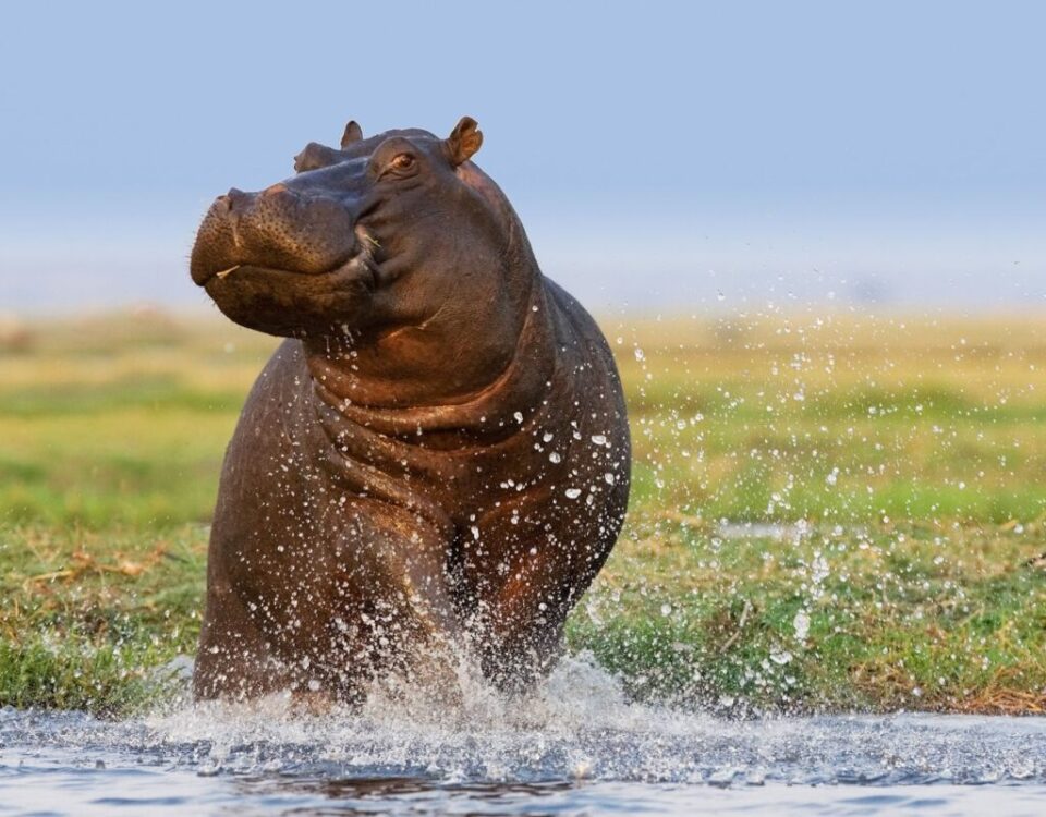 What’s the Best Way to Experience Uganda’s Wildlife?