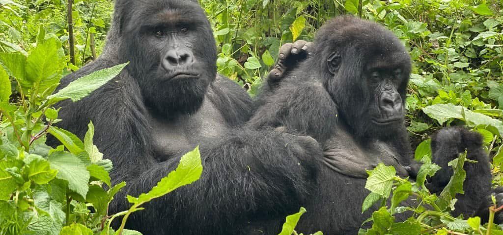 What is the Minimum Age for Gorilla Trekking?
